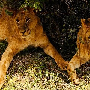 AfricanTrust Safari Achievements
